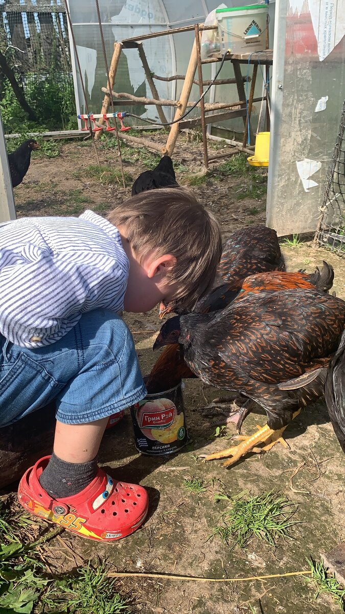 Младший сын, Максим и младшие куры