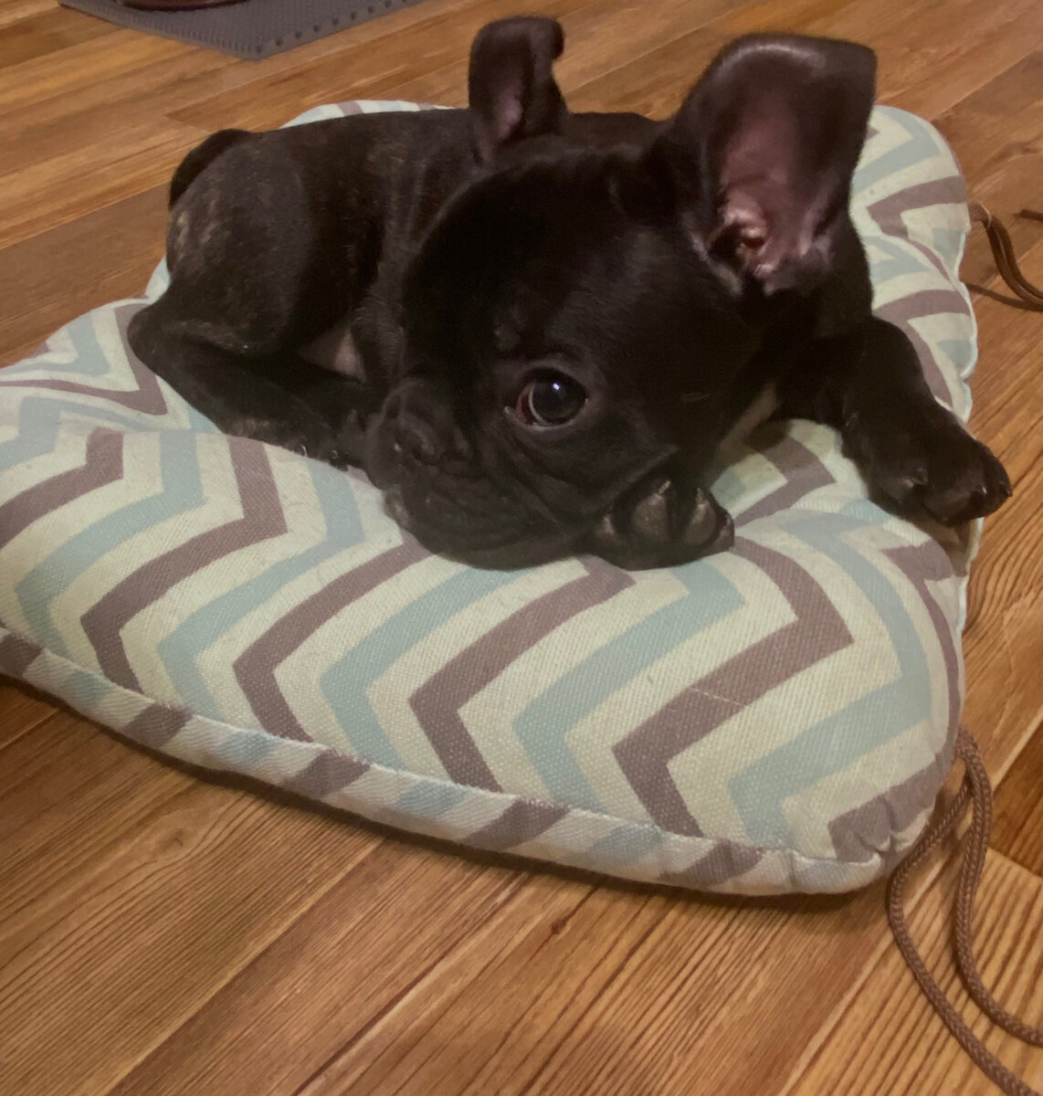 Полноценной лежанки пока нет, но Вольта прекрасно устраивает маленькая подушечка.