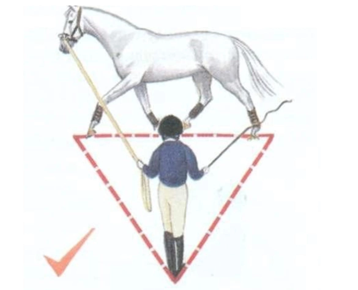 Веревка которой гоняют лошадь. Гонять лошадь на резинке. Работа лошади физике.