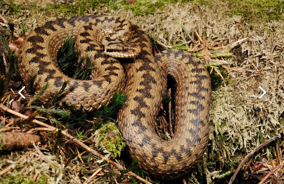 Фото с сайта www.wikipedia.org