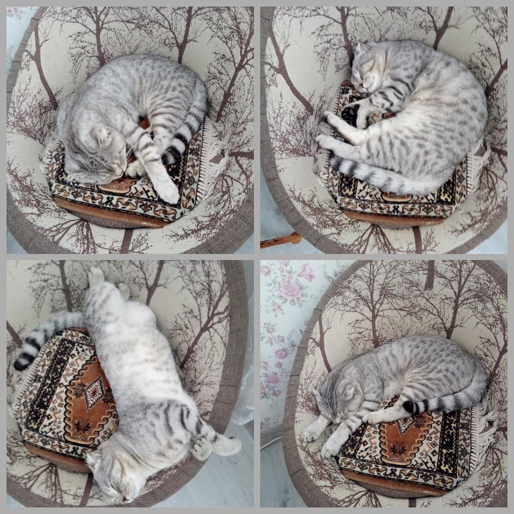 Сеня спит и видит сны😃