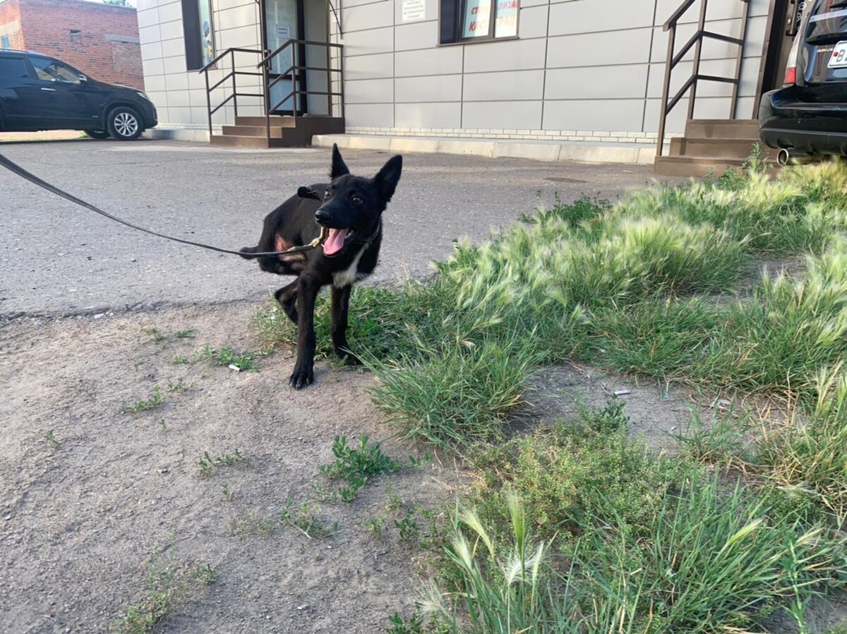 Витас на прогулке 