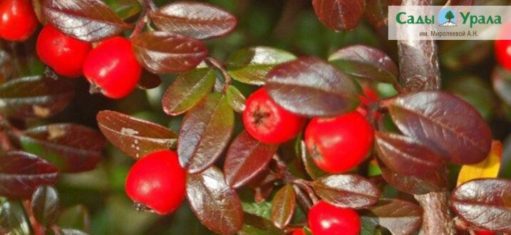 Кизильник Даммера «Мажор»