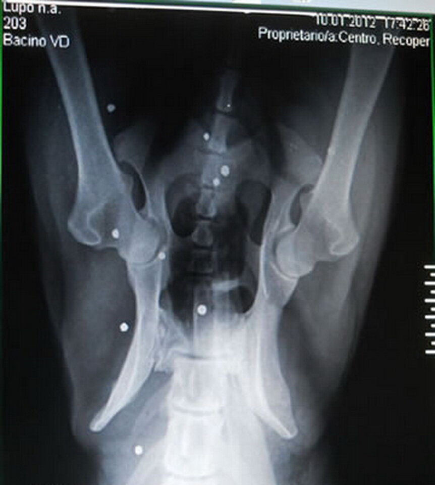 Снимок показал наличие около 35 дробин в теле волка, но выстрел был сделан уже давно