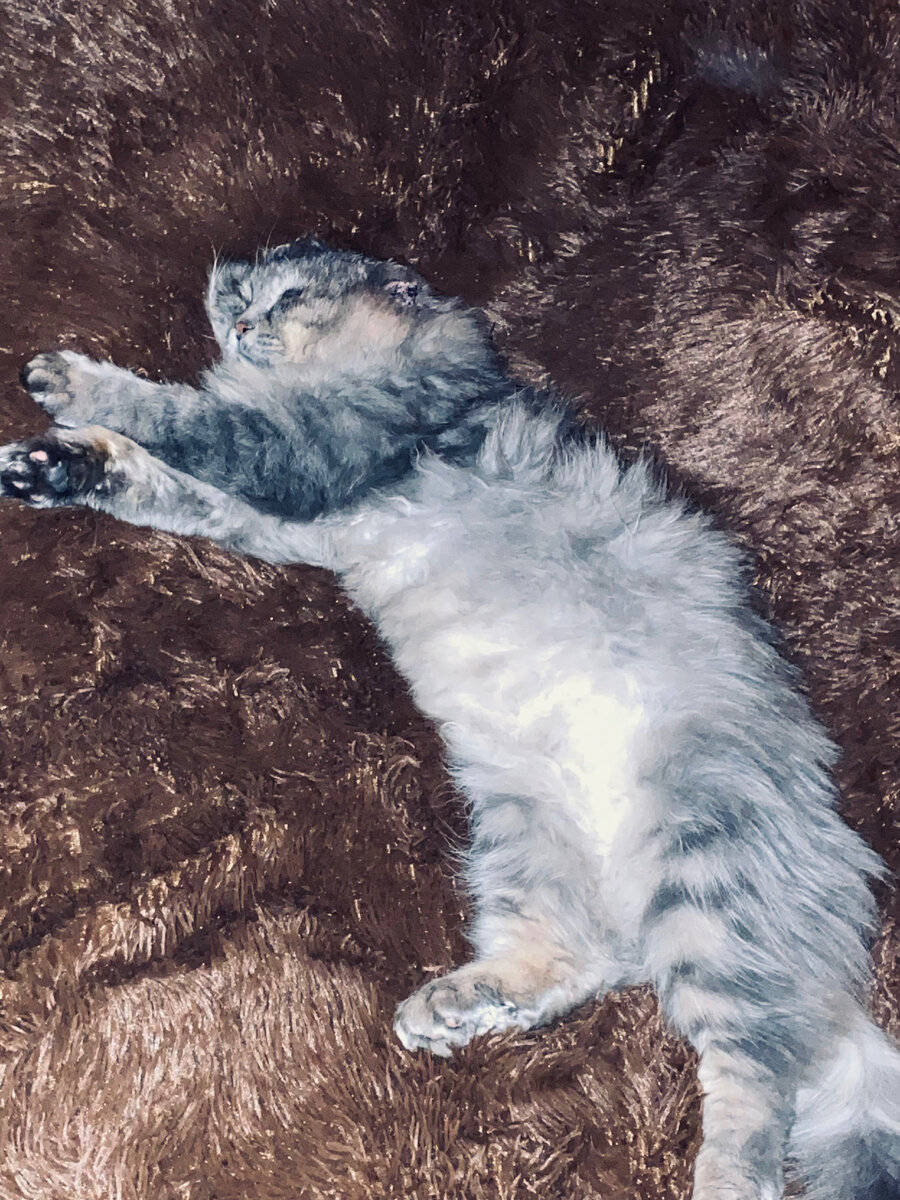 Сижу пишу, а из спальни доносится мощный кошачий храп.