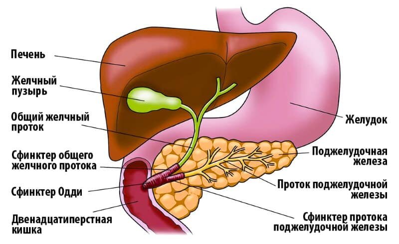 фото источник https://expert-clinica.ru/blog/chto-takoe-zhelch-i-dlya-chego-ona-nuzhna