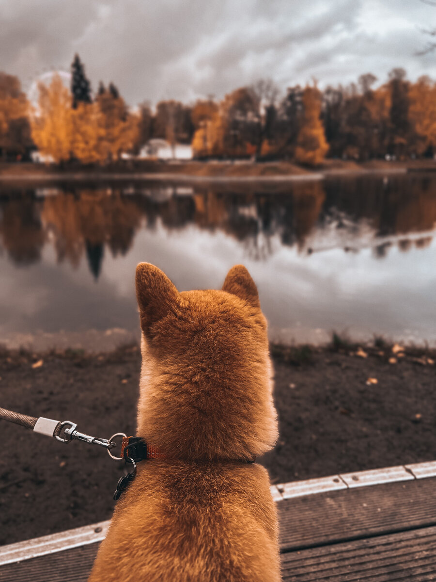 Мы с Минори можем гулять без поводка, но когда он необходим (в городе), мы предпочитаем ошейник.