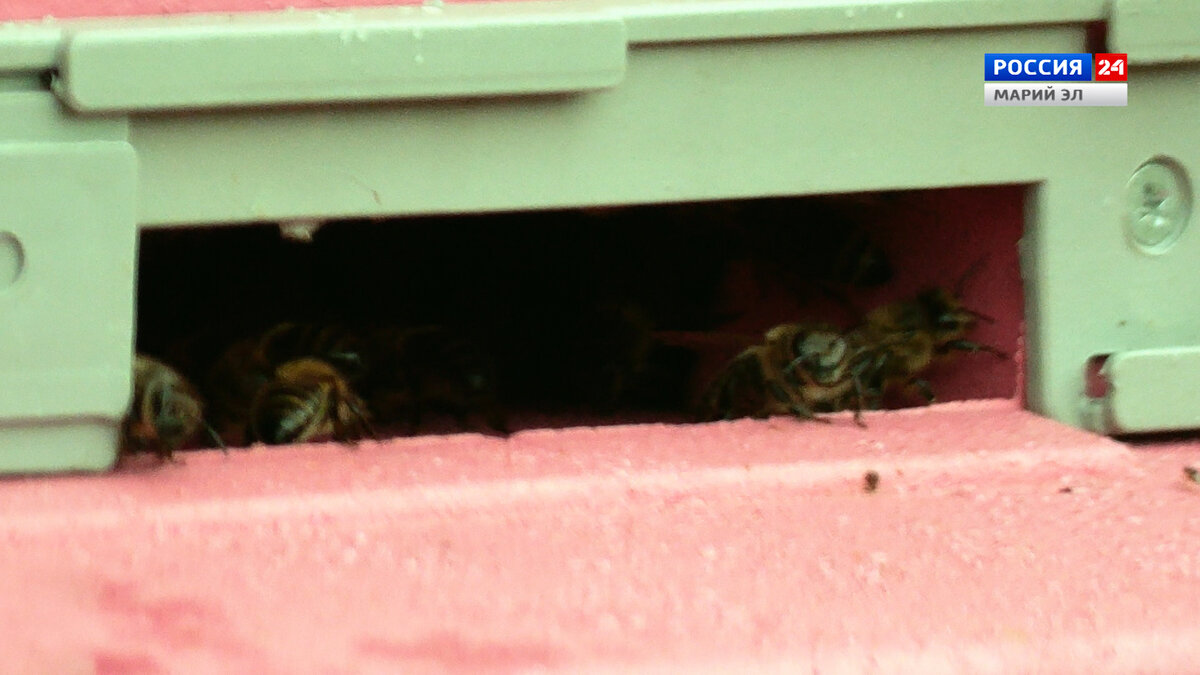 Есть стереотип, что среднерусские пчёлы агрессивны, но пасечник проверяет их на «злобливость» и оставляет только добрых.