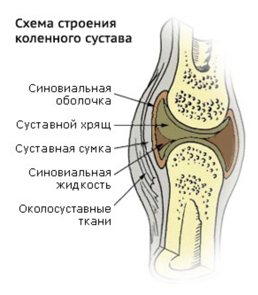 Суставы человека анатомия