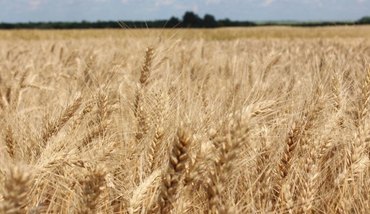    Тамбовские аграрии собрали 2,2 млн тонн зерна к середине августа