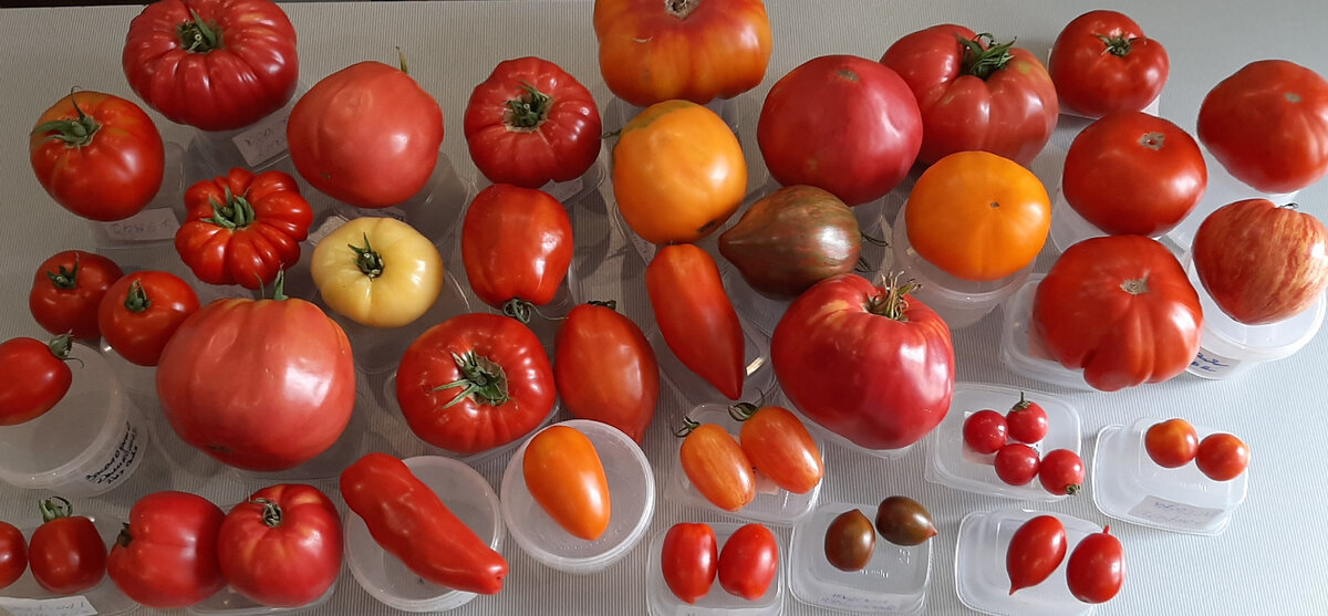 Сорта полудетерминантных томатов: обзор, фото, отзывы