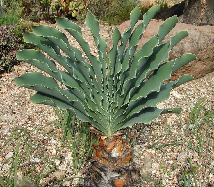 Фото из сети