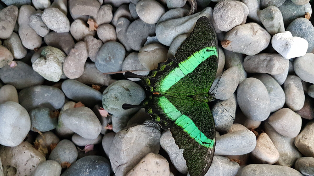 Как вы думаете, заметила бы я эту бабочку на камнях возле дороги, если бы не разглядывала все, что происходит вокруг меня?