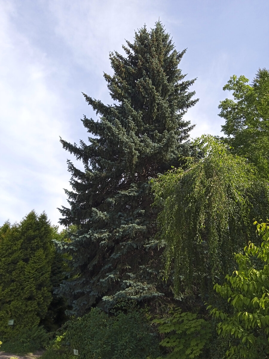 Это дерево в Ботаническом саду вполне могло быть посажено Петром Первым , листаем...
