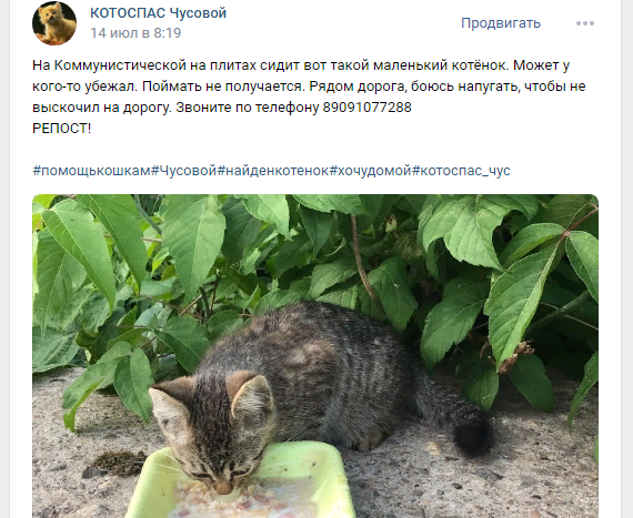 За уличных котят тревожно, а за домашних подкидышей переживаешь вдвойне