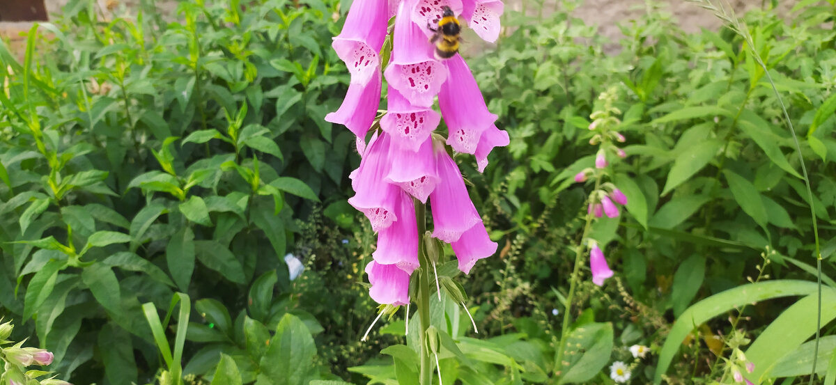 Наперстянка.