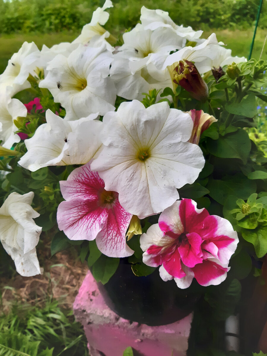 Это была смесь крупноцветковые петуний. 