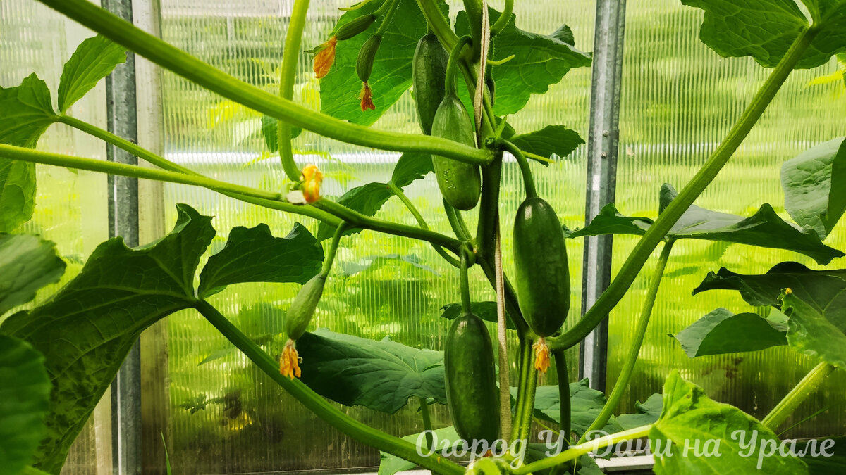 Огурцы Чим чим Аэлита в теплице