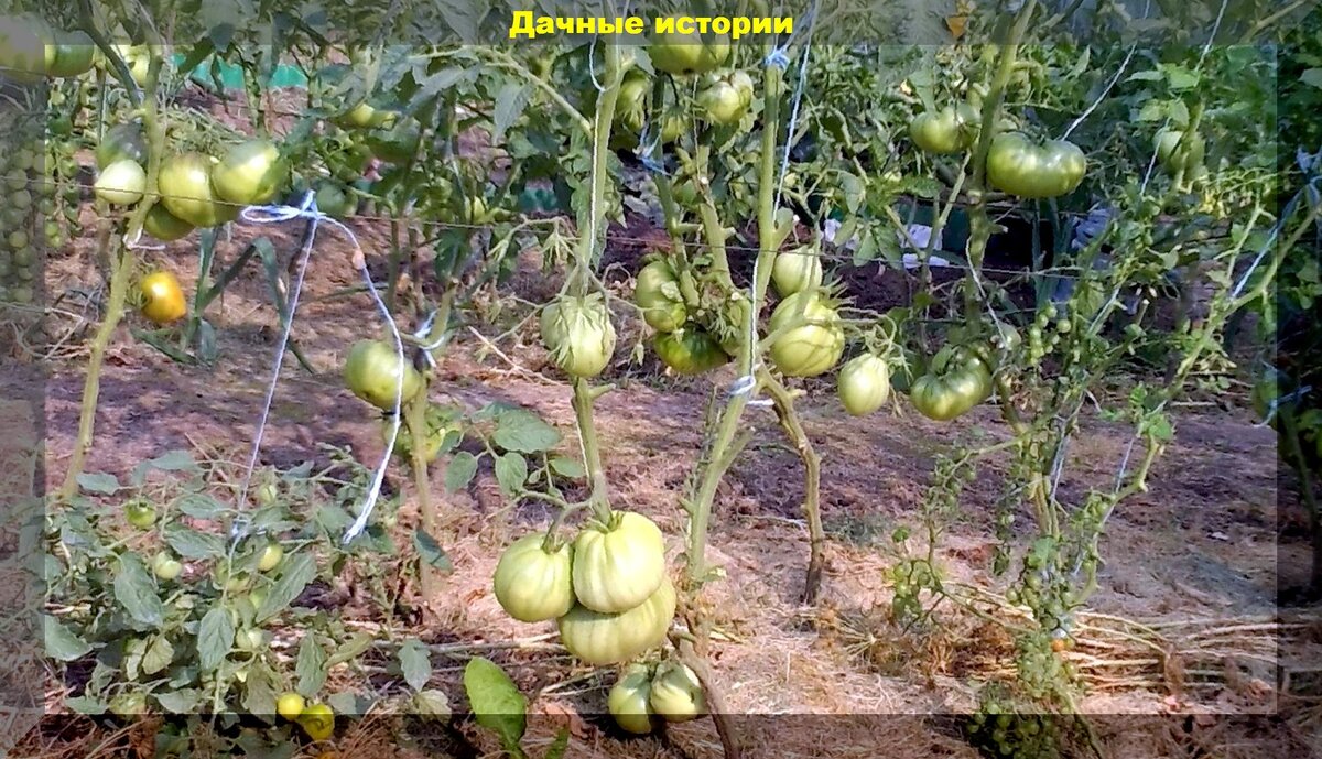 https://vk.com/photo-159774511_457248196