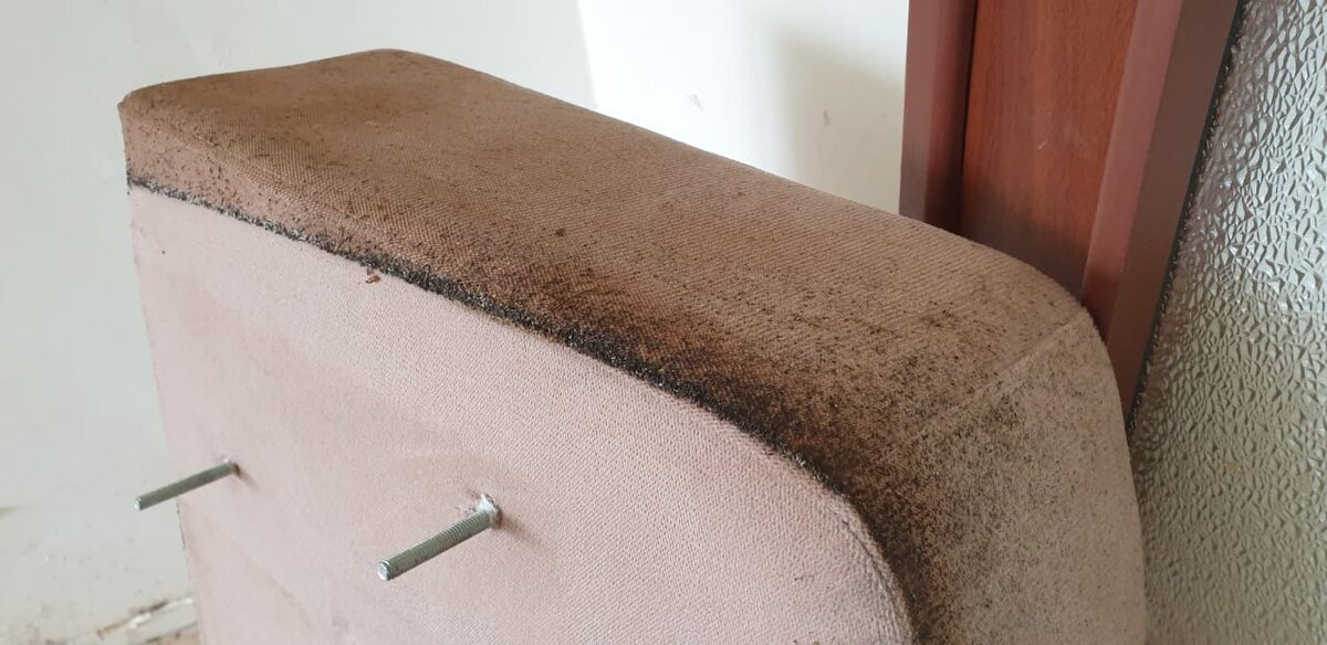 Фото постельного клопа в мебели