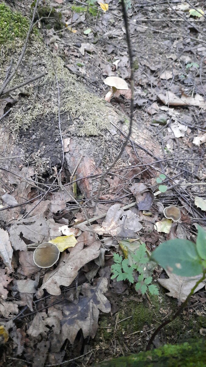 Дружно полезли моховички.
Фото автора