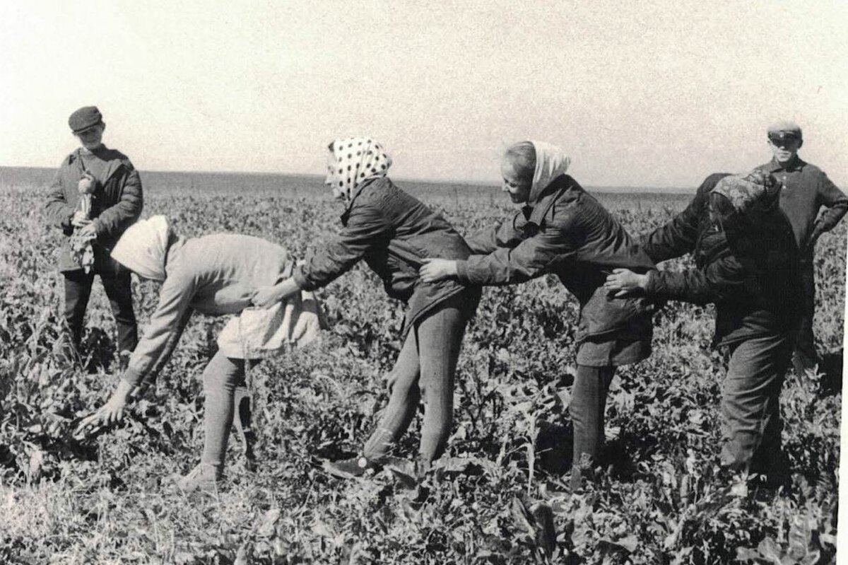 Советская традиция посылать студентов «на картошку» забыта. А вот воспоминания об этих поездках живы.                  -9