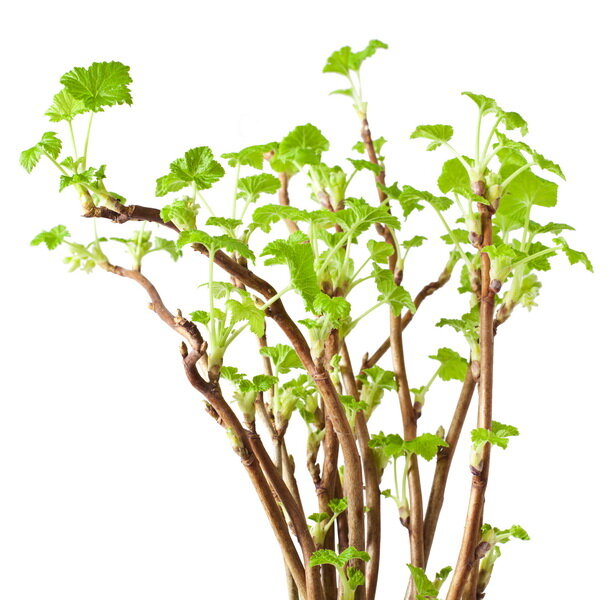 Посадка смородины весной