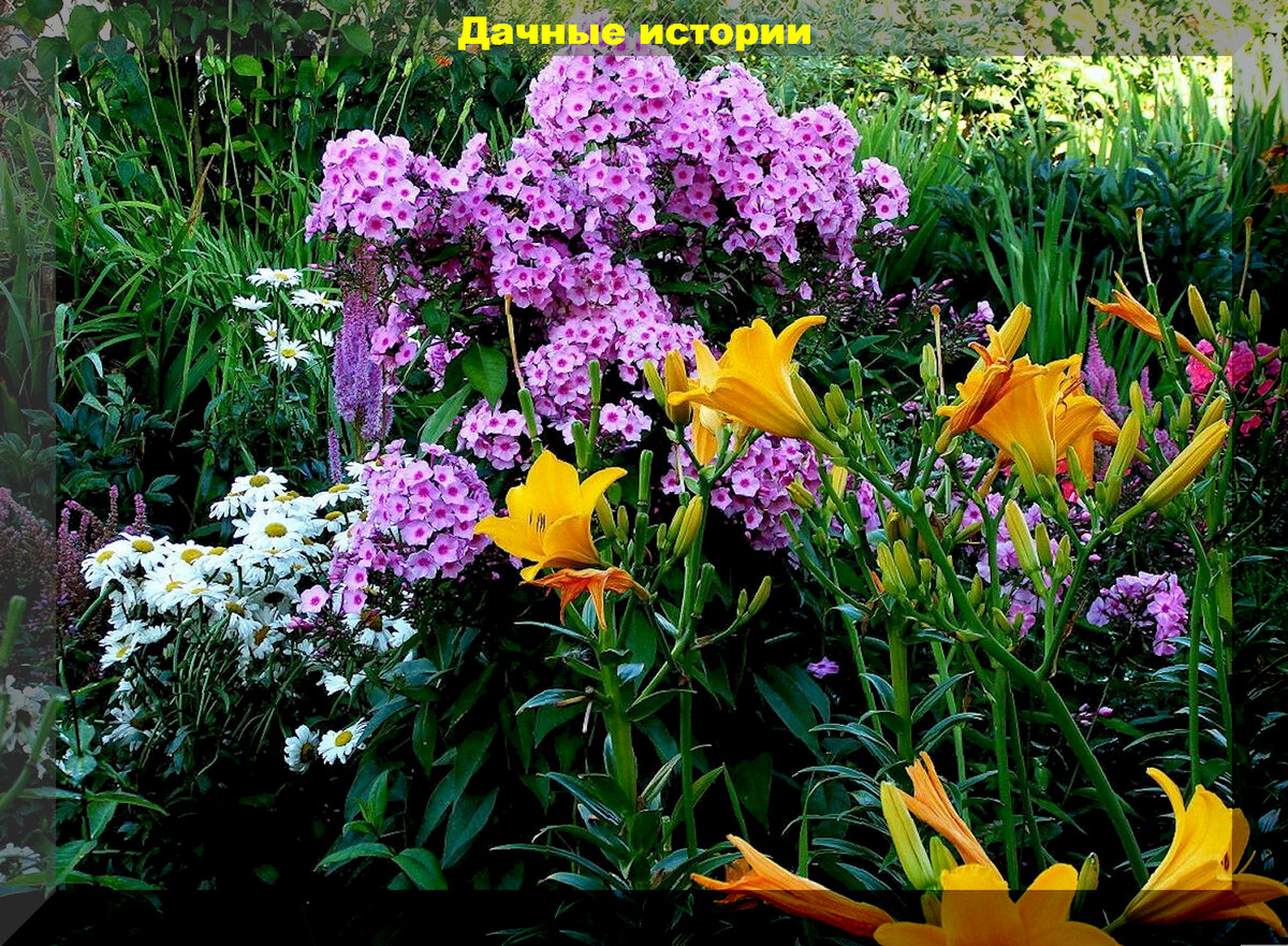 https://vk.com/photo-159774511_457257772. Флоксы и лилии