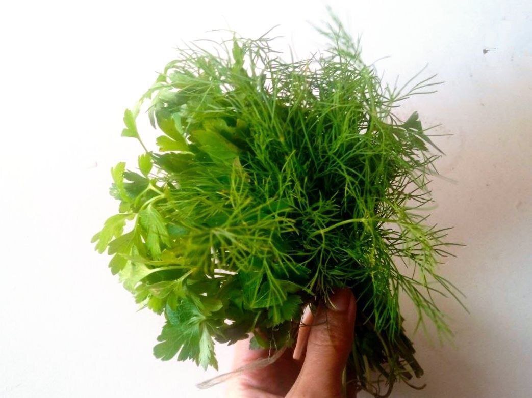 Огородную зелень лучше всего держать в отсеке для овощей 