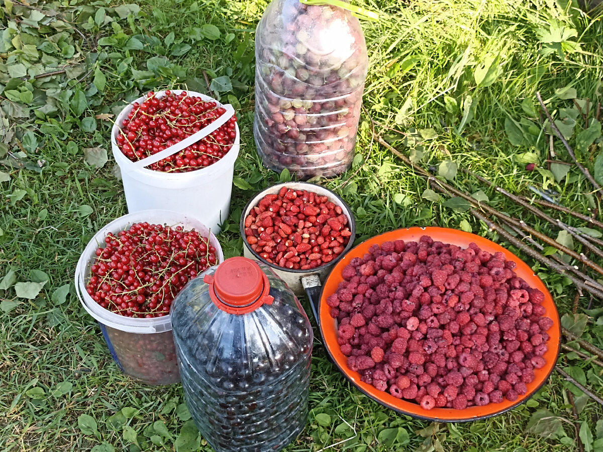 Долгожданный урожай. Фото автора