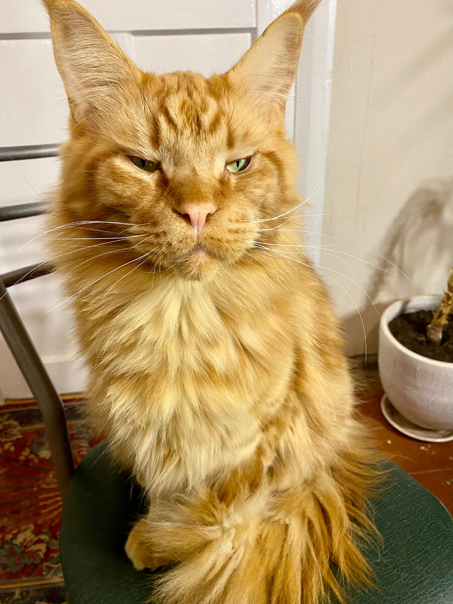 Рыжий мейн-кун Винсент