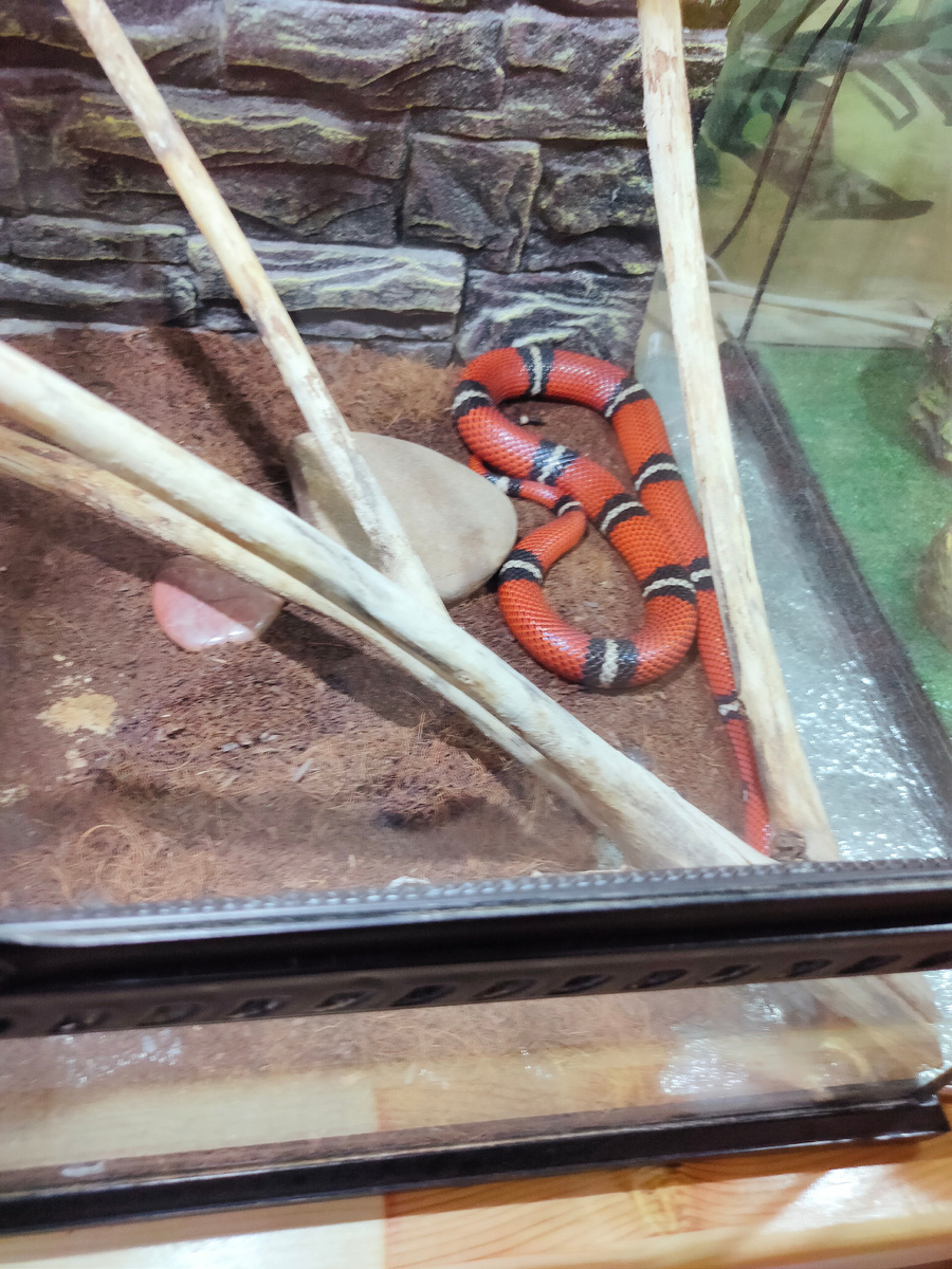 Зме и тараканы тоже есть