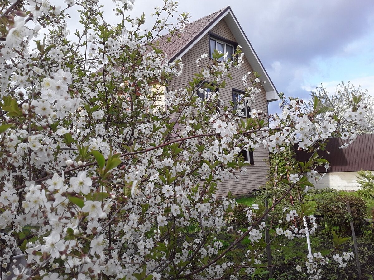 Цветение вишни всегда обещает многое