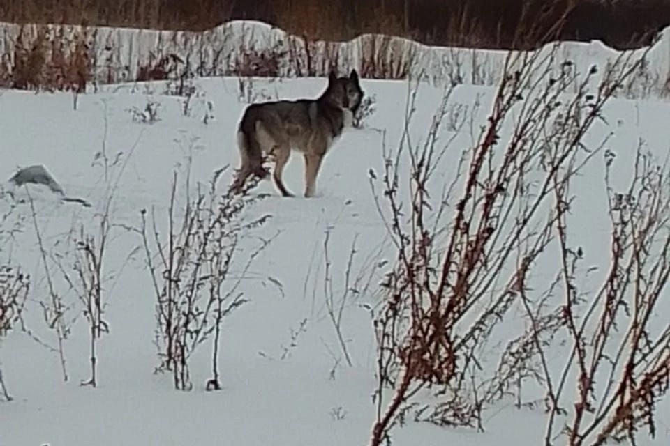     Волка отличает от дворняги прямой хвост. Фото: Администрация Толмачевского сельсовета.