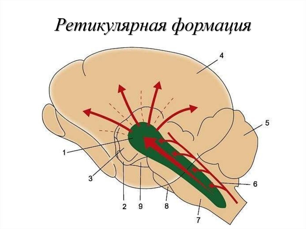 Восходящая ретикулярная формация - активирующая система мозга