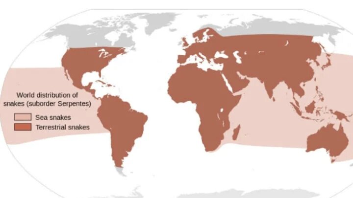 Ареал распространения змей. Коричневым цветом указан ареал обитания наземных змей, а более светлым - морских змей.