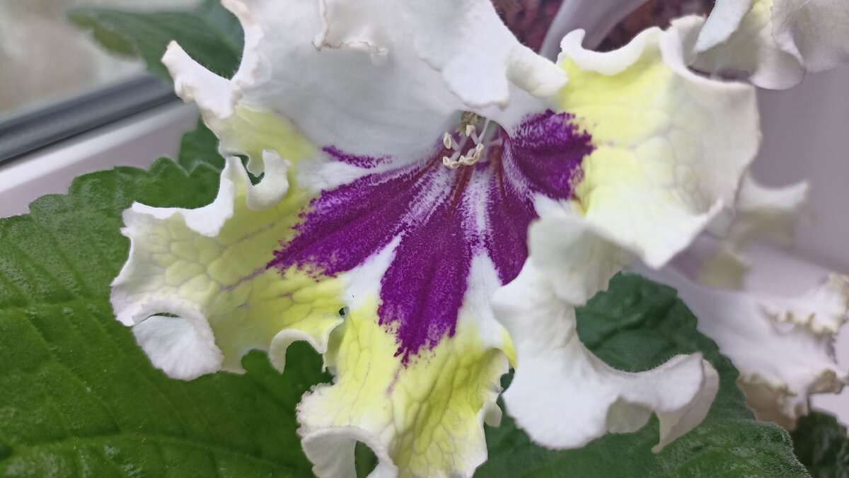 Стрептокарпус REN – 69089: будто кисточкой нарисовали