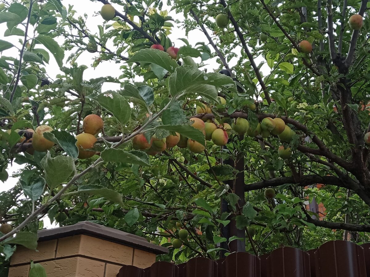 Это наша слива, усыпана плодами в этом году. 