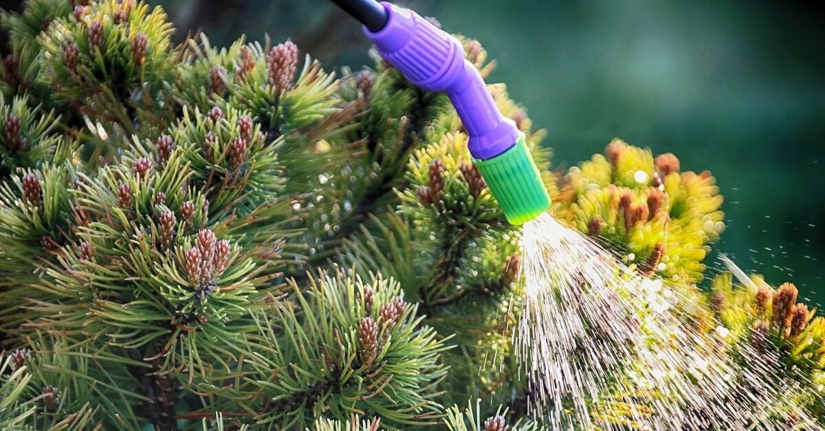 Пролейте растения перед зимовкой