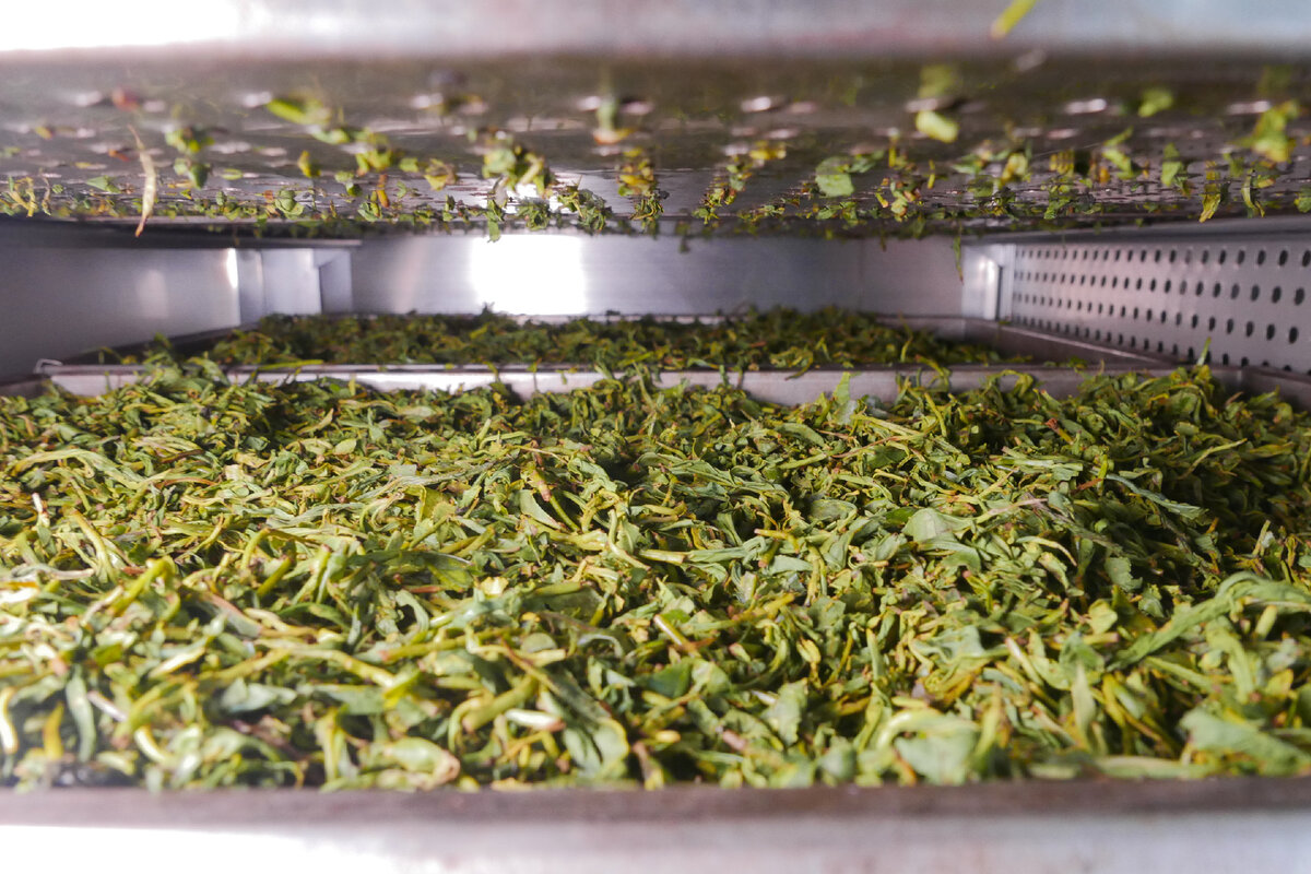 Окисление красного чая: скрученные, выпустившие сок листья, помещаются в ферментационный шкаф с повышенными температурой и влажностью