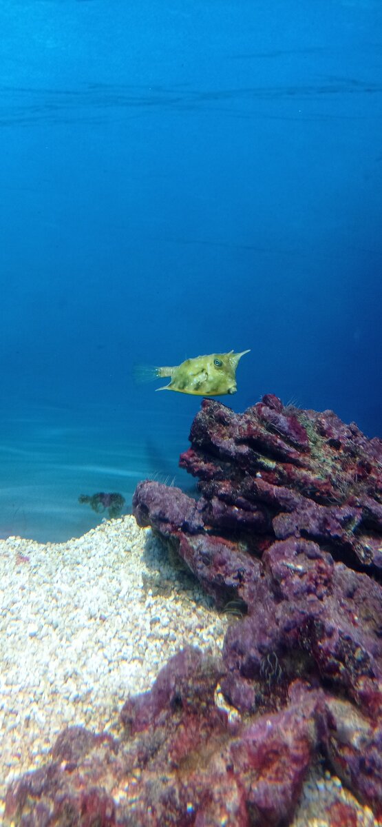 Фото автора. Интересная рыбка для поднятия настроения. 