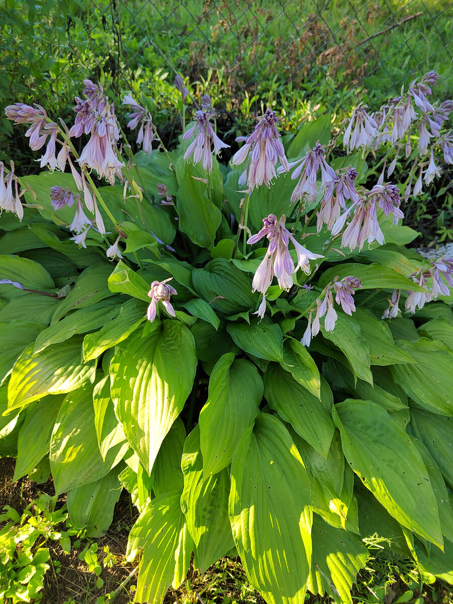 Эта хоста неизвестного сорта прекрасно выглядит и в тени, и на солнце. Фото автора