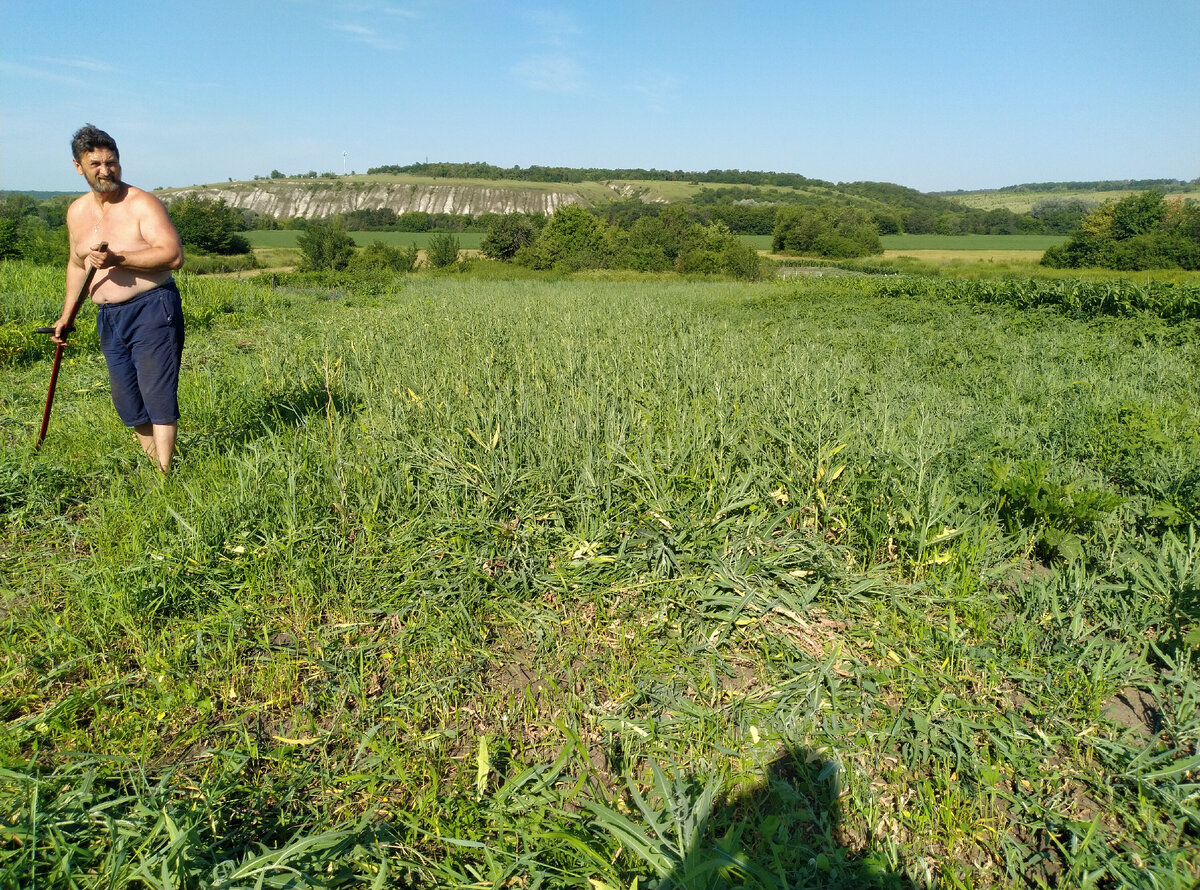 Вот тут видно высоту травы. Будет небольшой запас своего сена для козочек ))