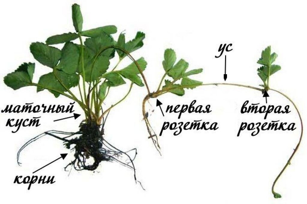 Для размножения высокоурожайных сортов земляники у растения. Размножение клубники усами. Усы клубники для размножения. Размножение усами. Строение куста клубники.