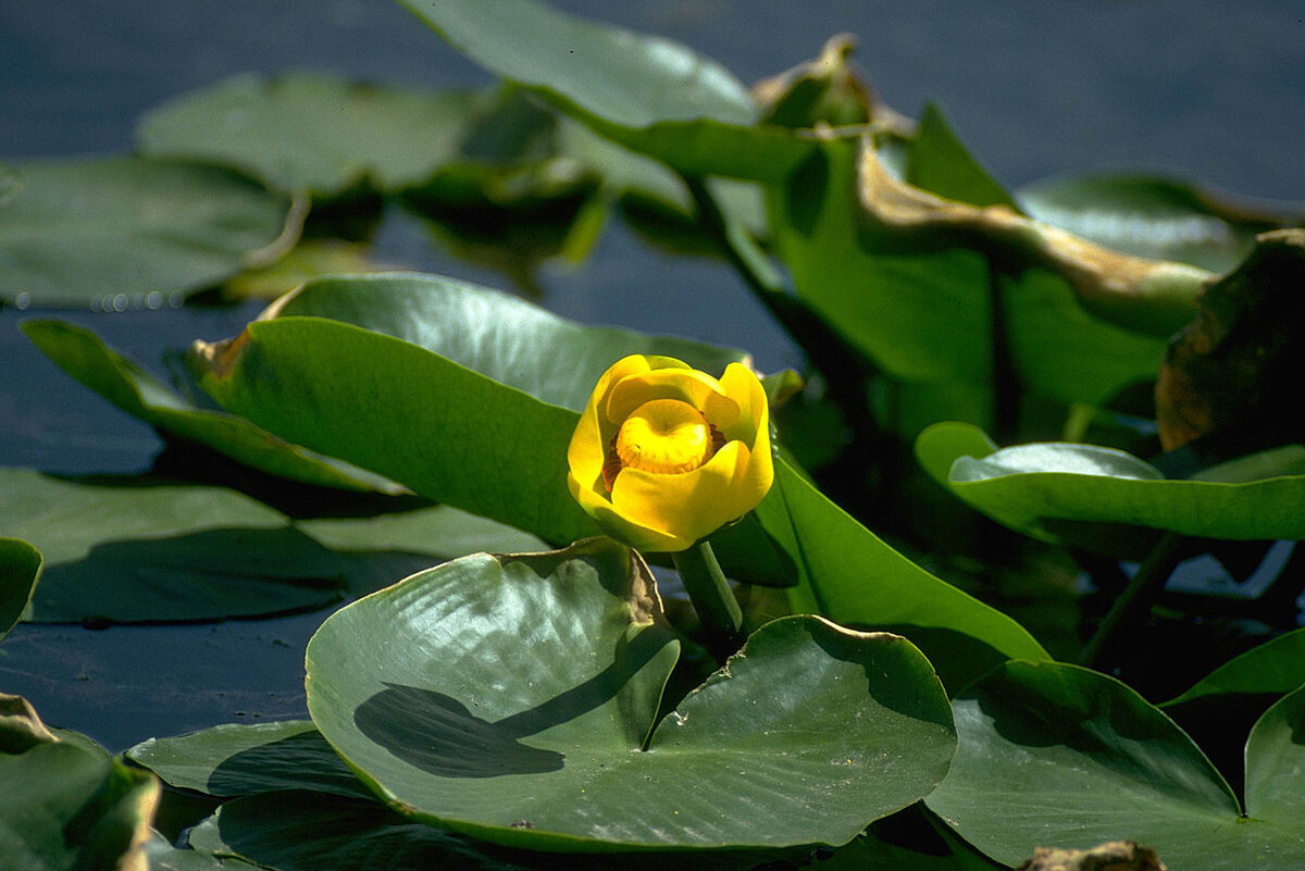 Кубышка (Nuphar)