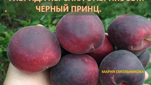 Черный Принц. Фотография из альбома Персик + Нектарин - 11 из 11 ВКонтакте