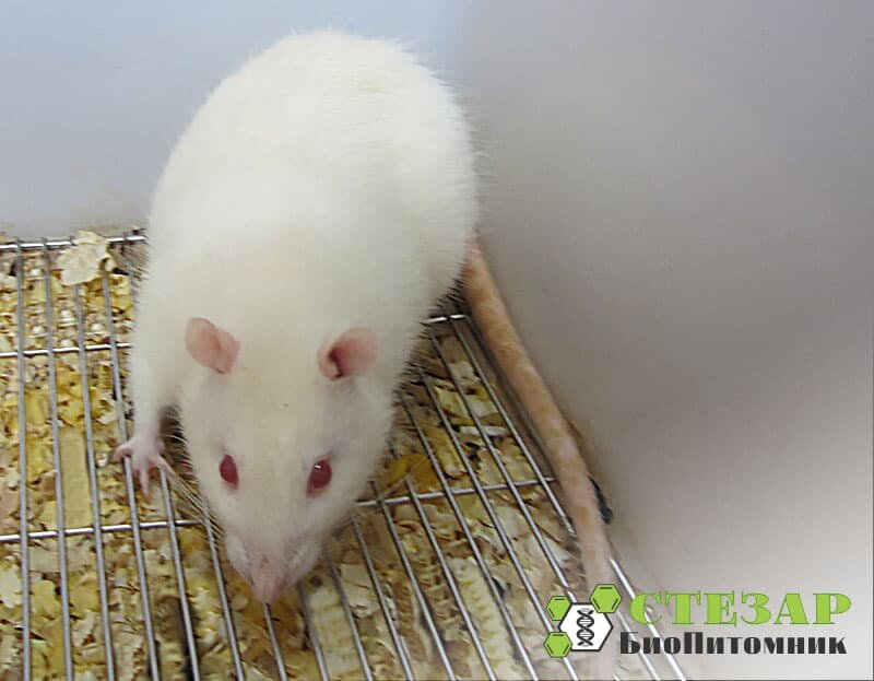 Нелинейные крысы в БиоПитомнике СТЕЗАР / Фото с нашего сайта www.biopitomnik.ru