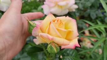Самые любимые сорта роз, которые растут в моём саду
