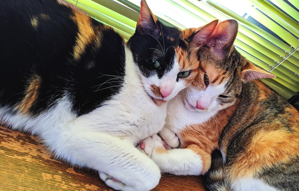 Картинка два кота