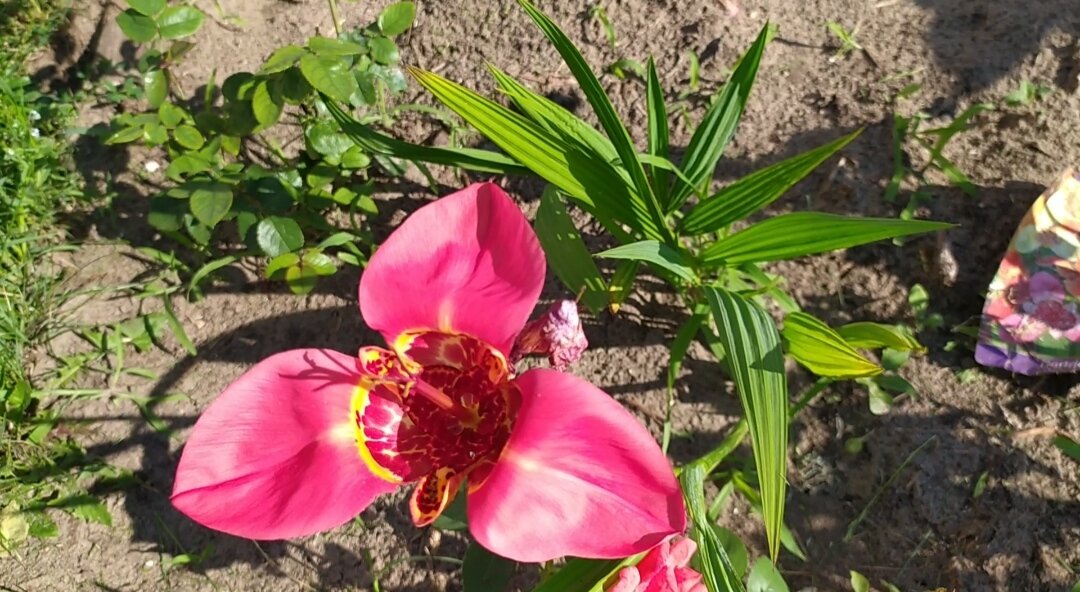 Тигридия Speciosa